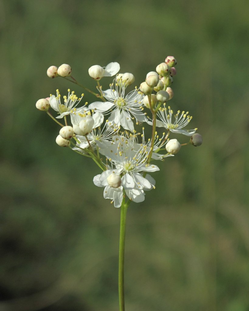 Filipendula vulgaris